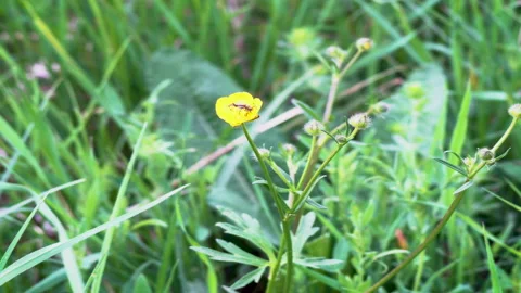Insect seeks nectar at a flower. Selective focus shot of a yellow flower Stock Footage 142200387