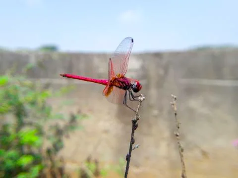 Insect Selfie Stock Photos