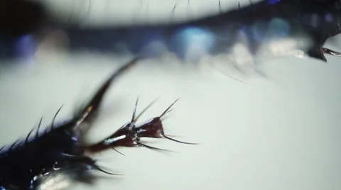 Insect. Sequence. Extreme close-up. Macro Stock-Footage 43675054