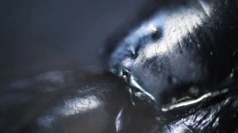 Insect. Sequence. Extreme close-up. Macro Stock Footage 43675139