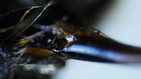 Insect. Sequence. Extreme close-up. Macro Stock Footage 43675175