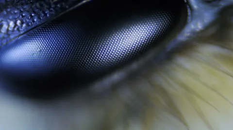 Insect. Sequence. Extreme close-up. Macro Stock Footage 43675185