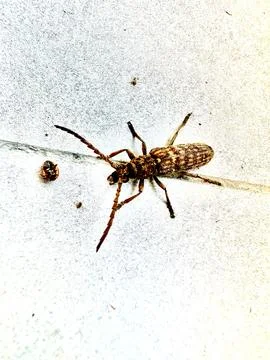 Insect shot using macro mode Stock Photos