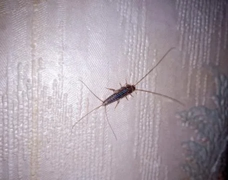 Insect silverfish on old wallpaper. Stock Photos
