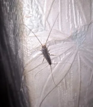 Insect silverfish on old wallpaper. Stock Photos