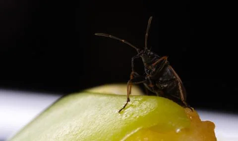 Insect sits on an apple Stock Photos