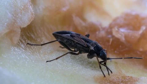 Insect sits on an apple Stock Photos