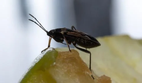 Insect sits on an apple Stock Photos