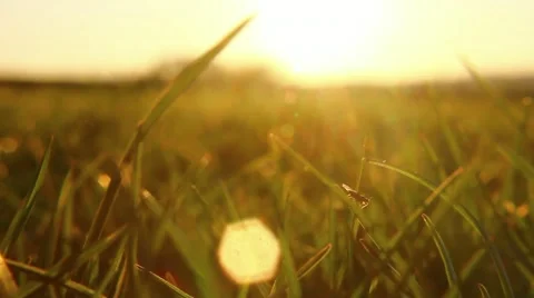 Insect sits on a blade of grass Stock Footage 49069411