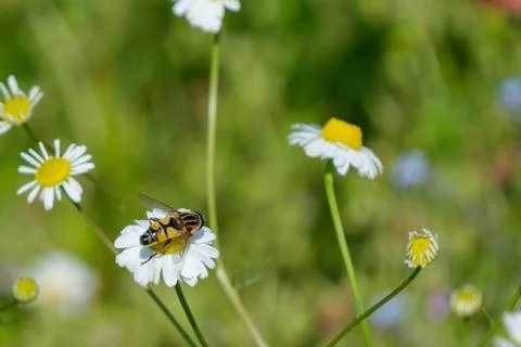 An insect sits on a chamomile flower Stock Photos