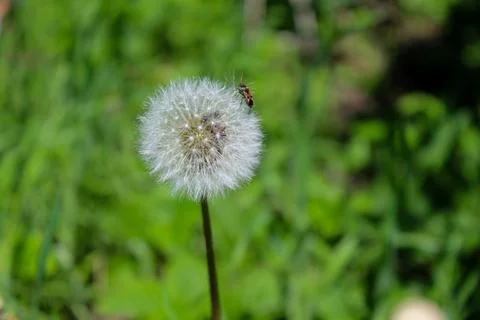 Insect sits on a dandelion 写真素材