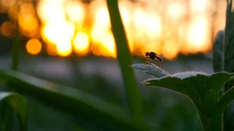 The insect sits on the grass and takes off. Sunset on the background. Macro Stock Footage 119104366