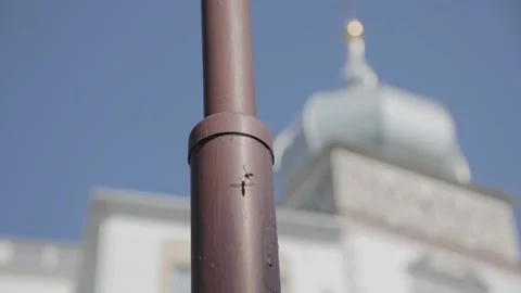 Insect sits on a lamppost Stock Footage 160976331