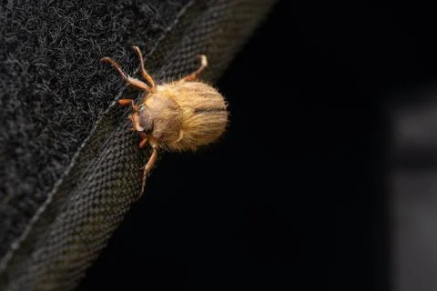 The insect is sitting on a black background Stock Photos