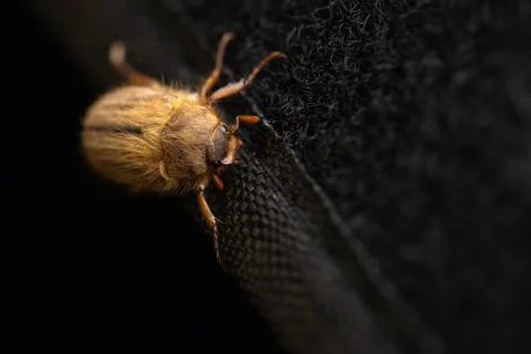 The insect is sitting on a black background Stock Photos
