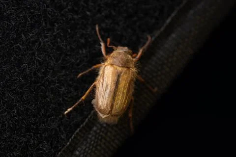 The insect is sitting on a black background Stock Photos