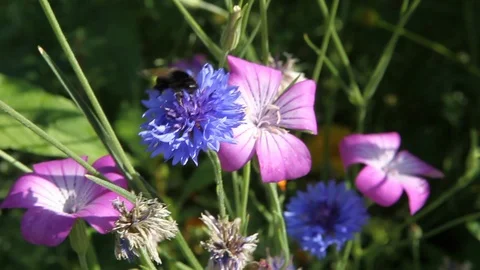 Insect sitting on flower Stock Footage 94570032