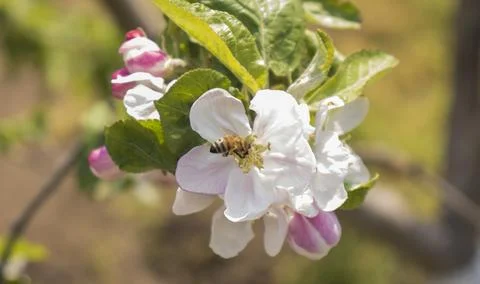Insect sitting on a flowering tree Stock Photos