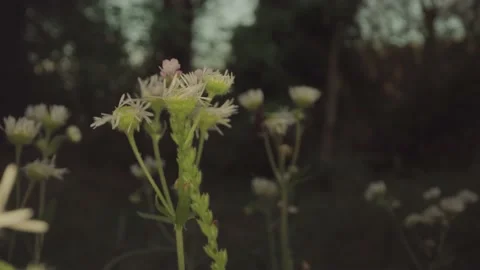 Insect sitting on flowers Stock-Footage 231485621