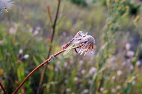 Insect sitting on the grass Stock Photos