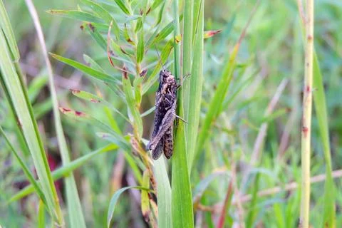 Insect sitting on the grass Stock Photos