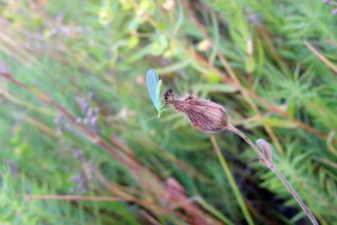 Insect sitting on the grass Stock Photos