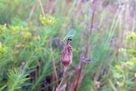 Insect sitting on the grass Foto stock