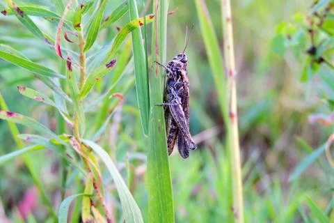 Insect sitting on the grass Stock Photos