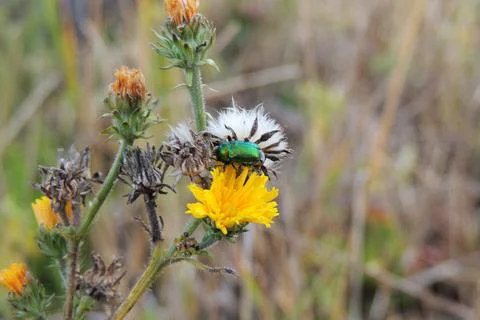 Insect sitting on the grass Foto stock