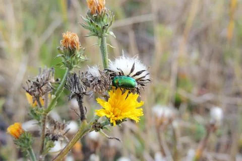 Insect sitting on the grass Stock Photos