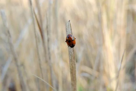 Insect sitting on the grass Foto stock