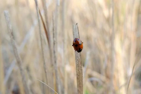 Insect sitting on the grass Stock Photos