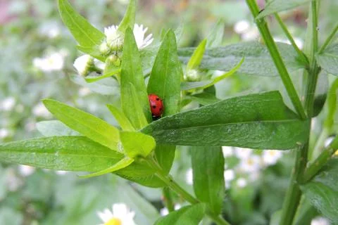 Insect sitting on the grass Stock-Fotos