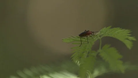 Insect sitting on the green leaves Stock Footage 77809276