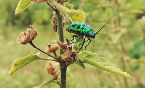 An insect is sitting on the leaves of a tree Stock Photos