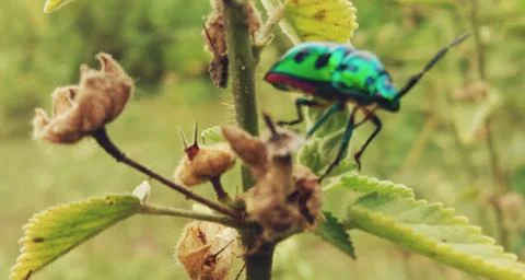 An insect is sitting on the leaves of a tree Stock Photos