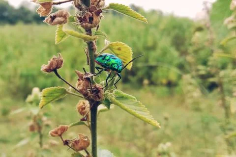 An insect is sitting on the leaves of a tree Stock-Fotos