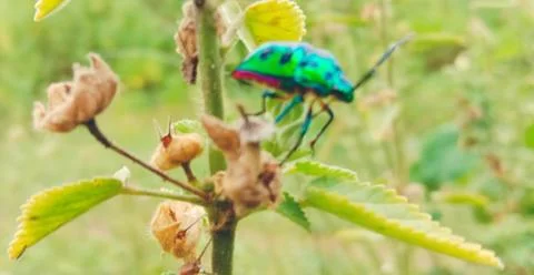 An insect is sitting on the leaves of a tree Stock Photos