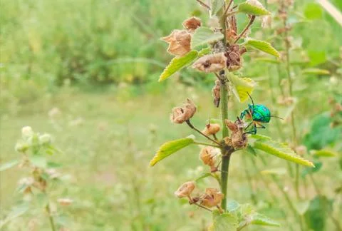 An insect is sitting on the leaves of a tree Stock Photos