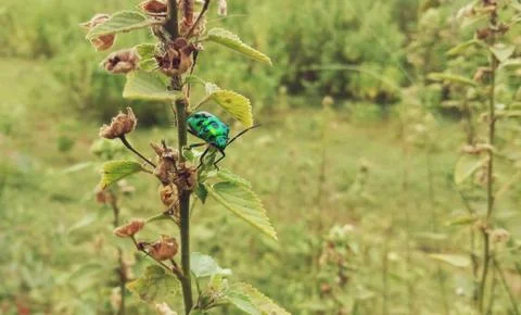 An insect is sitting on the leaves of a tree Stock Photos