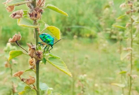 An insect is sitting on the leaves of a tree Stock Photos
