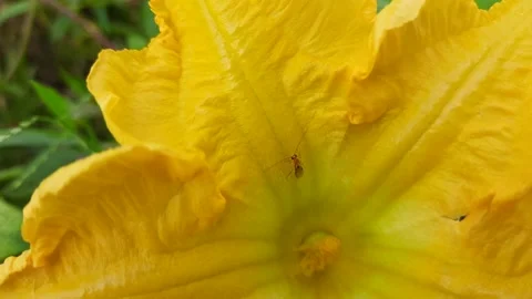 A Insect sitting on pumpkin flower. Stock Footage 137648989