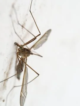 Insect sitting on the wall 스톡 사진