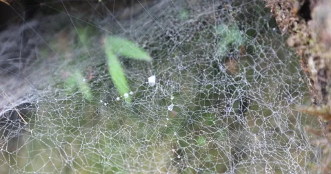 Insect skeleton in Spider Web Stock Footage 335589243