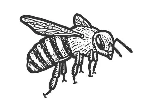 Insect sketch, a bee flies. Scratch board imitation. Black and white hand drawn Stock Illustration