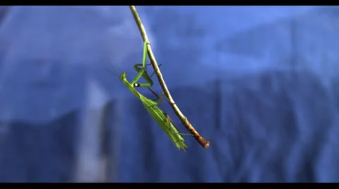 INSECT IN SLOW MOTION Stock Footage 25271746