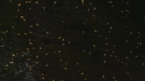 Insect in slow motion Stock Footage 64229137