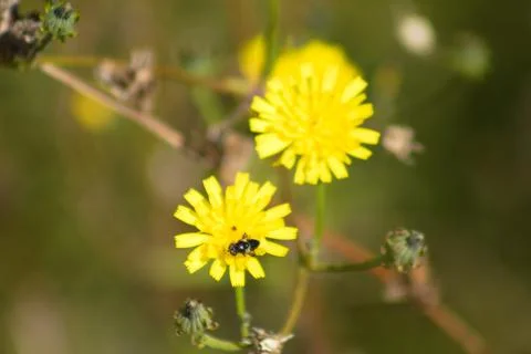 Insect on smooth hawksbeard in bloom closeup view with blurred background Stock Photos