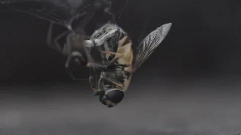 Insect snared Stock Footage 49019176
