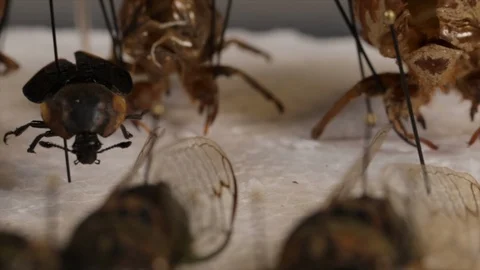 Insect specimens close up pinned bugs in entomology collection. Study of insects Vidéo 120581208